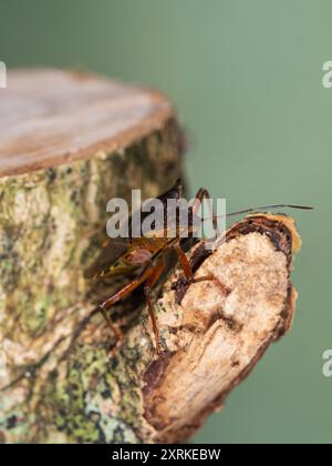 Rotbeiniger Schildkäfer, Pentatoma rufipes, in einem britischen Garten Stockfoto