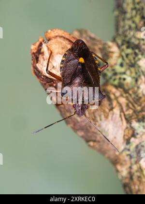 Rotbeiniger Schildkäfer, Pentatoma rufipes, in einem britischen Garten Stockfoto