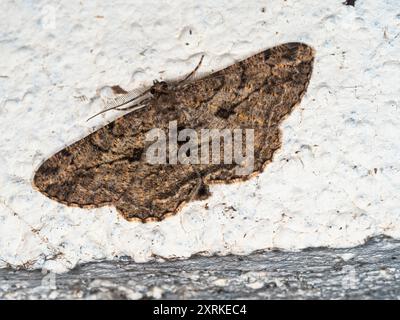 UK Willow Beauty Erwachsene Motte mit Flügeln auf einer Gartenwand Stockfoto