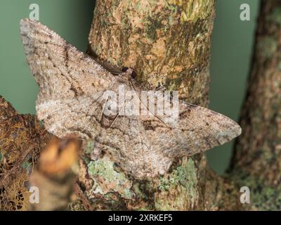 Blick von oben auf die UK Night Flying Willow Beauty Moth, Peribatodes rhomboidaria, in einem britischen Garten Stockfoto