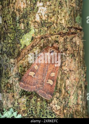 Noctuid UK Square-Spot rustikale Motte, Xestia xanthographa, auf Rinde in einem britischen Garten Stockfoto