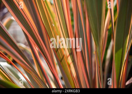 Phormium Rainbow Queen, eine immergrüne Pflanze, auch bekannt als Neuseeländischer Flachs. Stockfoto