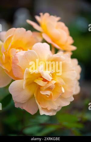 Rosa "der Lark aufsteigend" blüht in Nahaufnahme Stockfoto