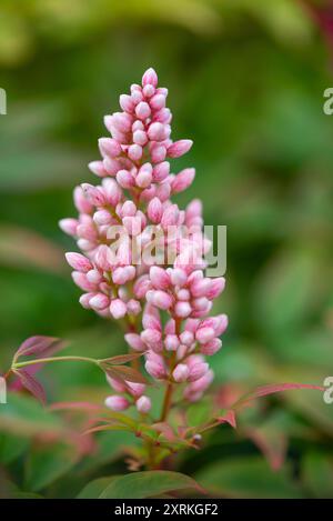 Blütenknospen auf einem „besessenen“ Sträucher von Nandina domestica im Spätsommer. Stockfoto