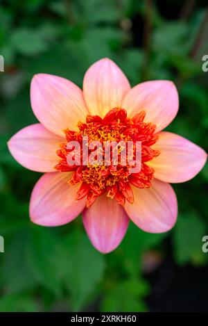 Dahlia 'Totally Tangerine', ein Anemonentyp mit rosa orangen Blüten im Sommer Stockfoto