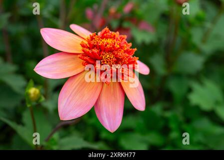 Dahlia 'Totally Tangerine', ein Anemonentyp mit rosa orangen Blüten im Sommer Stockfoto
