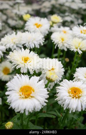 Leucanthemum x Superbum „Coconut“, eine große, krautige Staude, die im Spätsommer blüht. Stockfoto