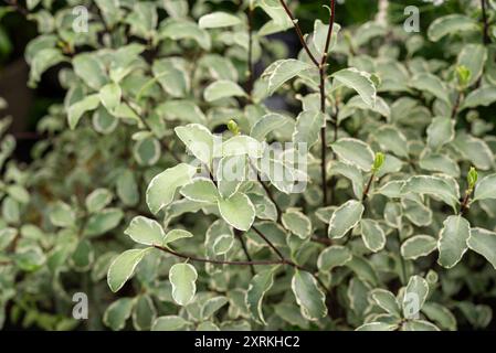 Pittosporum Tenuifolium „Silver Queen“. Ein immergrüner Sträucher mit glänzenden, vielfarbigen Blättern. Stockfoto