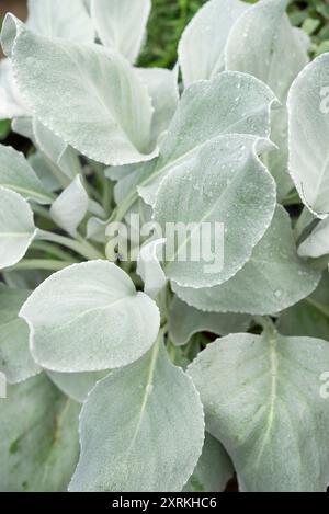 Senecio Candidans „Angel Wings“ eine Staude mit großen silbernen Blättern. Stockfoto