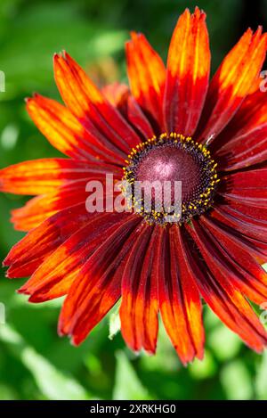 Rudbeckia „Happy SmileyZ“ eine tiefrote Sorte, die im Spätsommer blüht. Stockfoto