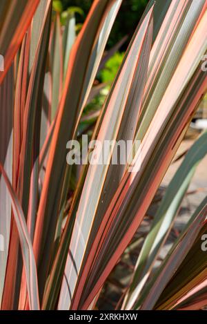 Phormium Rainbow Queen, eine immergrüne Pflanze, auch bekannt als Neuseeländischer Flachs. Stockfoto