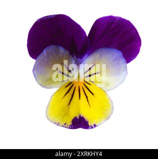 Nahaufnahme der Viola Tricolor Blume (Johnny Jump Up) isoliert auf weißem Hintergrund. Stockfoto
