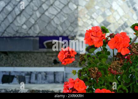 Ein Blick von oben auf einen Topf mit leuchtend roten Germanium-Blumen vor der Kujundjiluk-Straße in Mostar, Bosnien und Herzegowina. Stockfoto