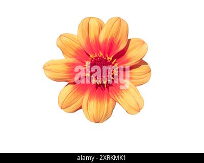 Retro-heiße rosa und orange einblühende Dahlia isoliert auf weiß. Pfirsichblüte Gänseblümchen. Zentralscheibe mit einem einzigen äußeren Blütenring. Stockfoto