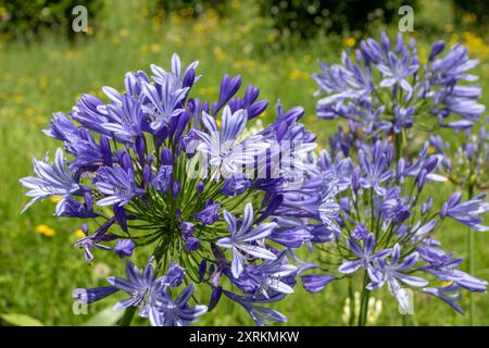 Agapanthus praecox purpurne Blüten auf dem verschwommenen gelben Wildblumenhintergrund. Lily vom Nil Zierpflanze. Afrikanische Lilienpseudo-umbel-Infloresc Stockfoto