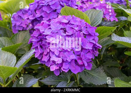 Hydrangea macrophylla lila Blumenköpfe aus der Nähe. Lila Hortensia-Blüte. Französische Hortensie blühende Pflanze. Stockfoto