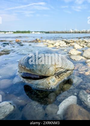 Eine beträchtliche Muschel befindet sich in flachem Wasser, teilweise untergetaucht und von Kieselsteinen umgeben Stockfoto