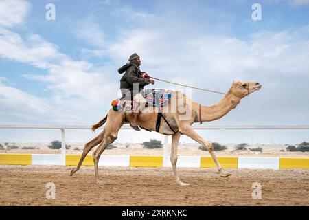 Kamelrennen. Shahaniyah Kamel Race Track Katar Stockfoto