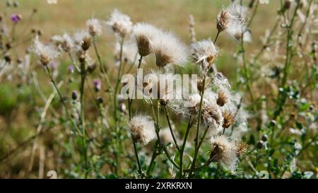 Seedheads von Disteln auf einem Feld. Stockfoto