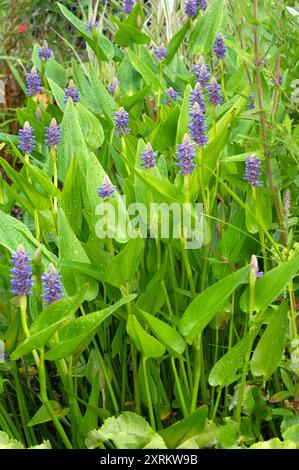 Pontederia cordata var. Lancifolia, Pontederia lanceolata, Pontederiaceae, Pickerelkraut. Invasive Wasserpflanze mit blauen/violetten Blüten. Stockfoto