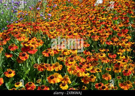 Helium, Sahins Early Flowerer, Asteraceae. Orange-, Rot- und Gelbtöne im Frühsommer. Stockfoto