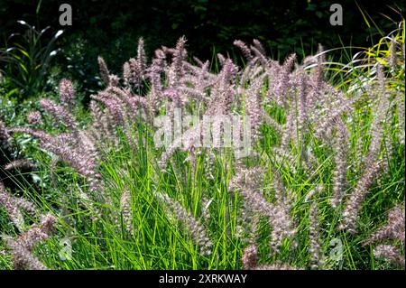 Orientalisches Brunnengras: Karley Rose, Pennisetum orientale Karley Rose, Poaceae. Flauschige Blumenspitzen im Sommer. Stockfoto