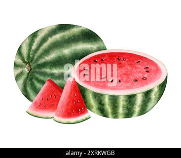 Realistische Wassermelonen ganz, halb und Scheiben Aquarellillustration isoliert auf weiß. Rote und grüne reife Fruchtbeeren Stockfoto