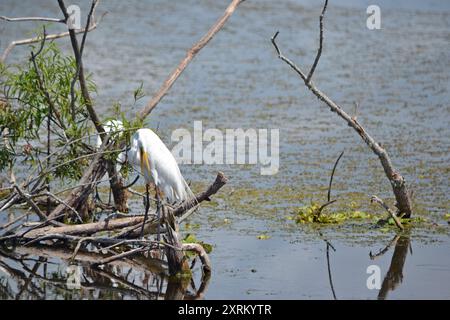 Ein schneeweißer Egret thront auf toten Ästen im Herzen des Lake Apopka, Florida, der sich an einem heißen Sommertag aufhält. Stockfoto