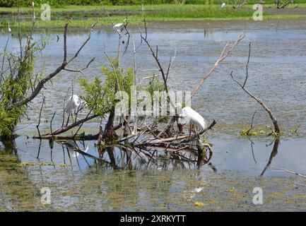 Schneebedeckte Weißreiher sitzen auf den kargen Ästen der Bäume im Herzen des Lake Apopka, Florida, und machen sich an einem heißen Sommertag frei. Stockfoto