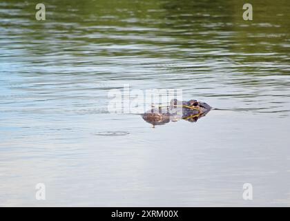 Ein Alligator mit einem Schilf um seine Schnauze trägt eine Libelle, die auf der Spitze der Nase thront, deren Bilder sich im Wasser des Apopka-Sees spiegeln. Stockfoto