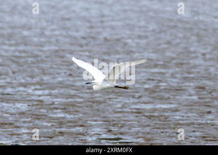 Little Egret wurde an der Swords Mündung in Dublin gesehen. Ernährt sich von Fischen, Insekten und Amphibien. Häufig in Feuchtgebieten, Flussmündungen und Küstenregionen acr zu finden Stockfoto