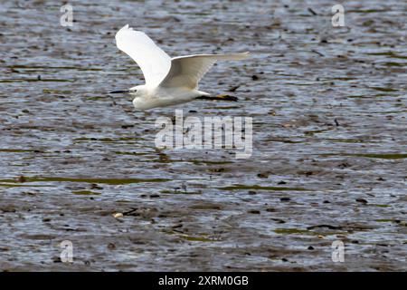 Little Egret wurde an der Swords Mündung in Dublin gesehen. Ernährt sich von Fischen, Insekten und Amphibien. Häufig in Feuchtgebieten, Flussmündungen und Küstenregionen acr zu finden Stockfoto