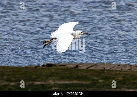 Little Egret wurde an der Swords Mündung in Dublin gesehen. Ernährt sich von Fischen, Insekten und Amphibien. Häufig in Feuchtgebieten, Flussmündungen und Küstenregionen acr zu finden Stockfoto