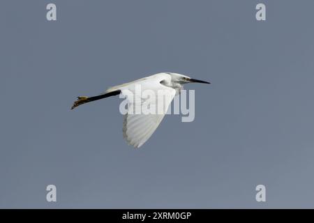 Little Egret wurde an der Swords Mündung in Dublin gesehen. Ernährt sich von Fischen, Insekten und Amphibien. Häufig in Feuchtgebieten, Flussmündungen und Küstenregionen acr zu finden Stockfoto