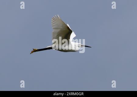 Little Egret wurde an der Swords Mündung in Dublin gesehen. Ernährt sich von Fischen, Insekten und Amphibien. Häufig in Feuchtgebieten, Flussmündungen und Küstenregionen acr zu finden Stockfoto