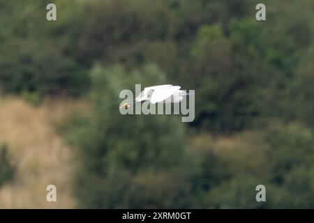 Little Egret wurde an der Swords Mündung in Dublin gesehen. Ernährt sich von Fischen, Insekten und Amphibien. Häufig in Feuchtgebieten, Flussmündungen und Küstenregionen acr zu finden Stockfoto