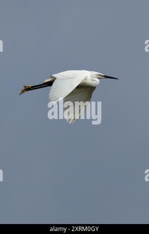 Little Egret wurde an der Swords Mündung in Dublin gesehen. Ernährt sich von Fischen, Insekten und Amphibien. Häufig in Feuchtgebieten, Flussmündungen und Küstenregionen acr zu finden Stockfoto