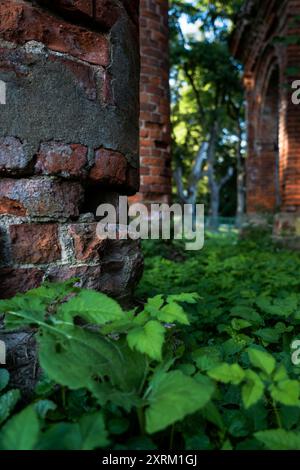 Alte Ziegelsäulen im dicken Gras Stockfoto