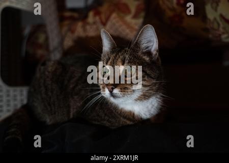 Eine neugierige Katze schaut nach links und liegt abends im Dunkeln auf der Couch Stockfoto