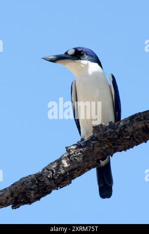 Forest Kingfisher, Todiramphus Macleayii, Kakadu National Park, Northern Territory, Australien Stockfoto