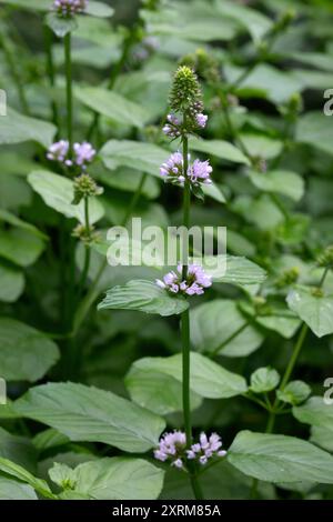 Frisch blühende Mentha aquatica, Wasserminze, Nahaufnahme im Freien als Hintergrund Stockfoto