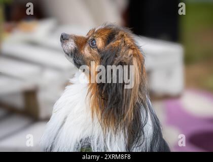 Porträt von weißem und rotem Sable Phalene oder Continental Toy Spaniel. Porträt mit Tropfenohren-Phalene-Hund. Stockfoto