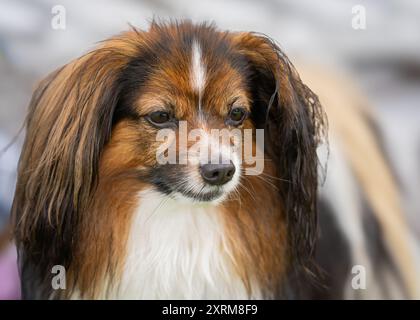 Porträt von weißem und rotem Sable Phalene oder Continental Toy Spaniel. Porträt mit Tropfenohren-Phalene-Hund. Stockfoto