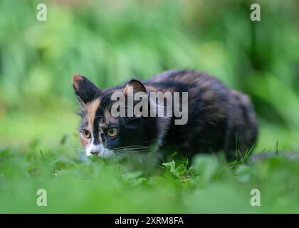 Calico Kätzchen versteckt sich im Gras. Calico-Katze mit dreifarbigem Fell, die auf dem Gras liegt. Stockfoto
