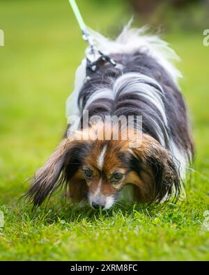 Phalene oder Continental Toy Spaniel spazieren auf dem grünen Gras. Ein Hund mit langen Haaren wandert im Sommer an einem regnerischen Tag. Stockfoto