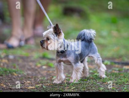 Yorkshire Terrier im Freien, Spaziergänge in einem Park. Kleiner dekorativer Familienhund Yorkshire Terrier, der im Sommer auf dem Gras spaziert. Stockfoto