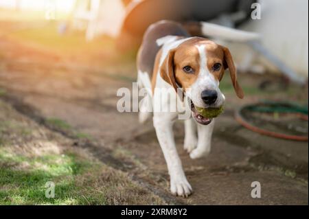 Beagle-Hund trägt Tennisball im Mund aus der Nähe Stockfoto