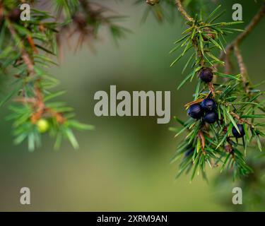 Wacholderbeeren auf einem Zweig, Nahaufnahme. Hintergrundbild von Juniper. Reife Kegelbeeren von wacholder. Die Kegel werden verwendet, um bestimmte Biere und Gin zu aromatisieren. Stockfoto