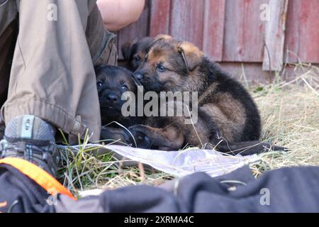 Schöne Deutsche Schäferhunde ruhen in ihrem Gehege auf einer Farm in Skaraborg Schweden aus Stockfoto