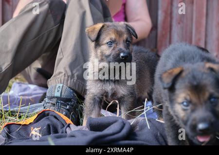 Schöne Deutsche Schäferhunde ruhen in ihrem Gehege auf einer Farm in Skaraborg Schweden aus Stockfoto